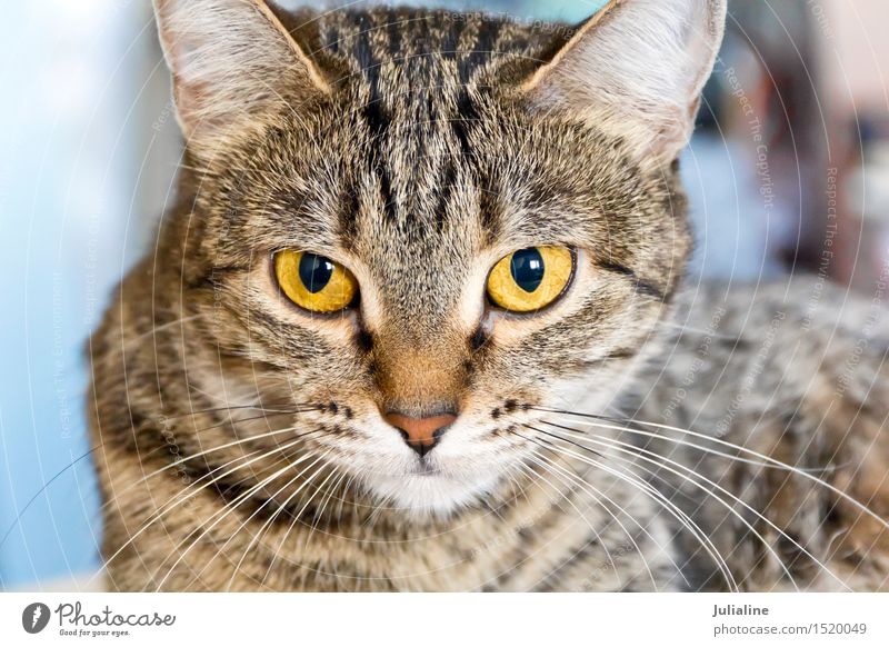 Katzenporträt mit gelben Augen Tier Oberlippenbart Haustier 1 Streifen grau Säugetier Backenbart Koteletten Farbfoto Menschenleer