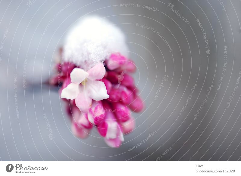 Schneekäppchen Farbfoto Nahaufnahme Detailaufnahme Makroaufnahme Leben Winter Frühling Blume kalt rosa weiß Kraft rein Frost Jahreszeiten zart