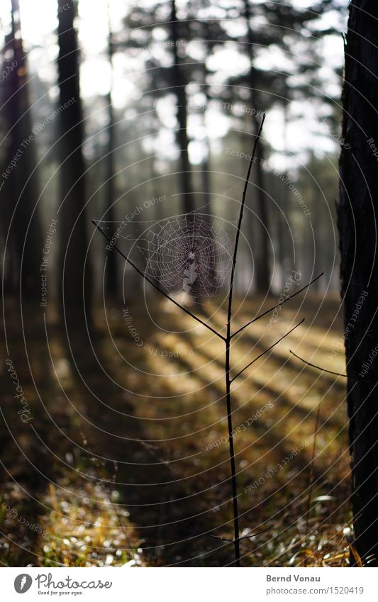 Gesucht: Webdesigner Umwelt Natur Sonne Sonnenlicht Schönes Wetter Pflanze Baum Gras Wald Tier 1 Gefühle Stimmung Spinne Spinnennetz Netz fangen beobachten Jagd