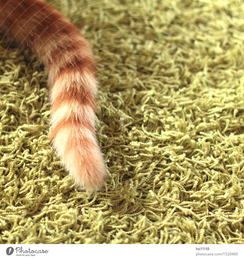 geringelte Schwanzspitze vom roten Kater Haustier Katze Fell Katzenschwänzchen 1 Tier Teppich hocken liegen Spielen schön lustig natürlich niedlich braun grün