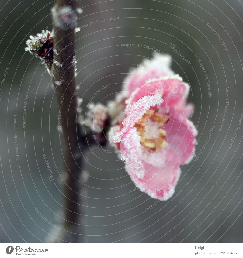 zu früh geblüht... Umwelt Natur Pflanze Winter Eis Frost Sträucher Blüte Zweig Scheinquitte Garten Blühend frieren außergewöhnlich schön einzigartig kalt braun