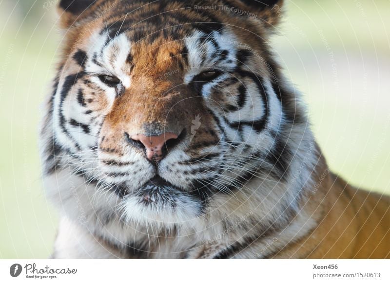 Tiger Woods Wildtier 1 Tier Denken Fressen glänzend füttern Jagd Blick Traurigkeit warten Aggression braun orange schwarz weiß Tapferkeit Kraft Willensstärke