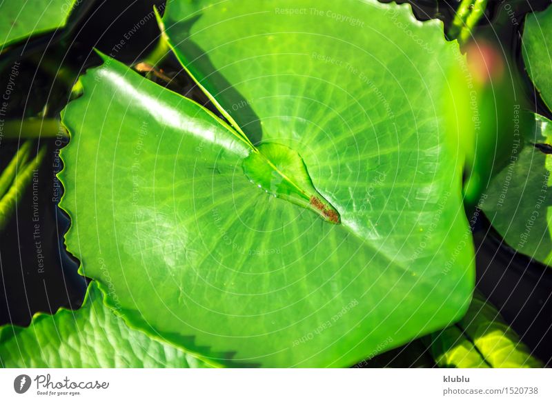 Lotus-Blatt in einem Teich Design exotisch schön Sonne Garten Umwelt Natur Pflanze Park Streifen frisch natürlich grün aquatisch Asien Asymmetrie Hintergrund