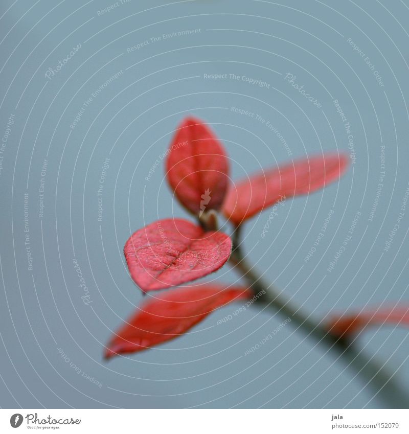 farbtupfer Blatt Pflanze Natur rot Makroaufnahme Nahaufnahme sanft grau Winter Garten Park