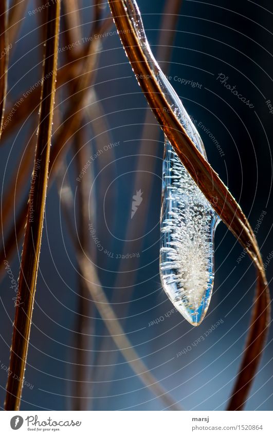 Schönheit mit Ablaufdatum Natur Winter Eis Frost Eiszapfen authentisch gefroren Luftblase lang Vergänglichkeit Farbfoto Gedeckte Farben Außenaufnahme
