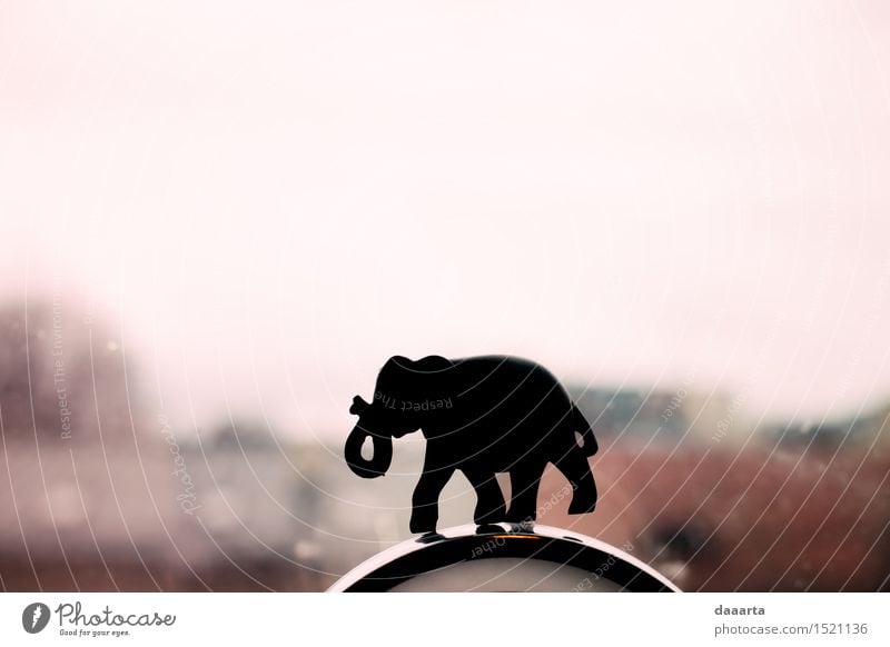 Elefant igure Lifestyle elegant Stil Design Freude Leben harmonisch Freizeit & Hobby Spielen Ausflug Abenteuer Freiheit Häusliches Leben Dekoration & Verzierung