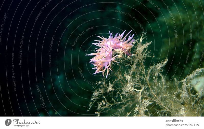 pink nudiii Farbfoto Makroaufnahme Unterwasseraufnahme Meer tauchen Küste Korallenriff Schnecke 1 Tier klein rosa Schnorcheln Mittelmeer Fussel Algen zart