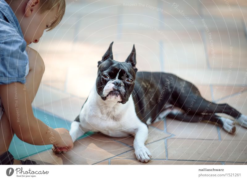 Boston Terrier und Junge Spielen Kind Mensch Tier Haustier Hund beobachten festhalten frech klein lustig niedlich Freundschaft Langeweile Unlust Misstrauen Neid