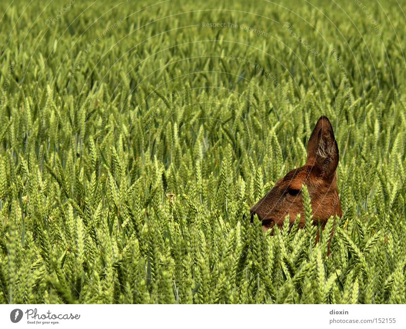 hide and seek (Capreolus capreolus) Versteck verborgen Geborgenheit Reh Feld Weizen Landwirtschaft Kopf Getreide Frühling Fell Ohr Auge Natur Wildtier Jagd