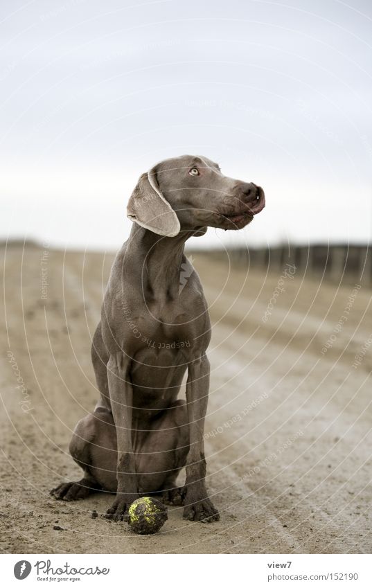dreckiger Hund Ball apportieren Weimaraner Gesichtsausdruck Ausdruck Fell Pfote Zunge Säugetier schön Ganzkörperaufnahme sitzen Wegsehen Profil