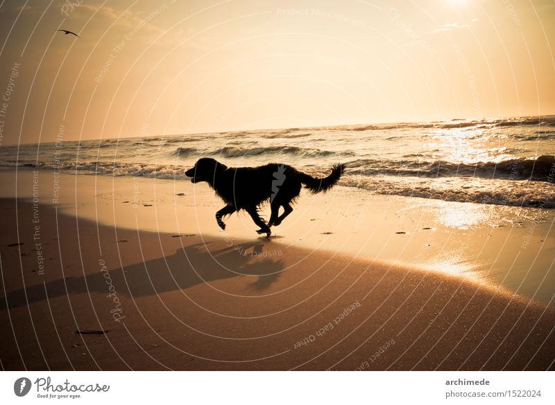 Glücklicher Hund, der auf den Strand läuft Freude Ferien & Urlaub & Reisen Meer Tier Küste Haustier rennen frei wild horizontal jung Gesundheit Außenaufnahme