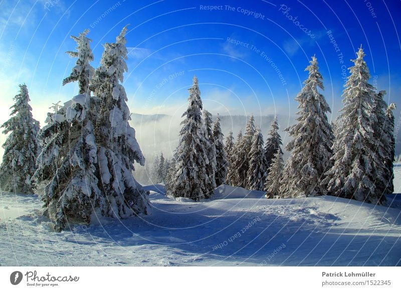 Schneebäume Ferien & Urlaub & Reisen Tourismus Winterurlaub wandern Umwelt Natur Landschaft Himmel Wolken Schönes Wetter Eis Frost Schneefall Baum