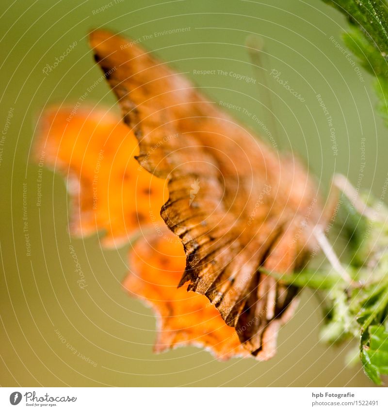 C-Falter Natur Tier Wildtier Schmetterling Flügel 1 beobachten krabbeln ästhetisch außergewöhnlich grün orange Stimmung Frühlingsgefühle Tierliebe Reinheit
