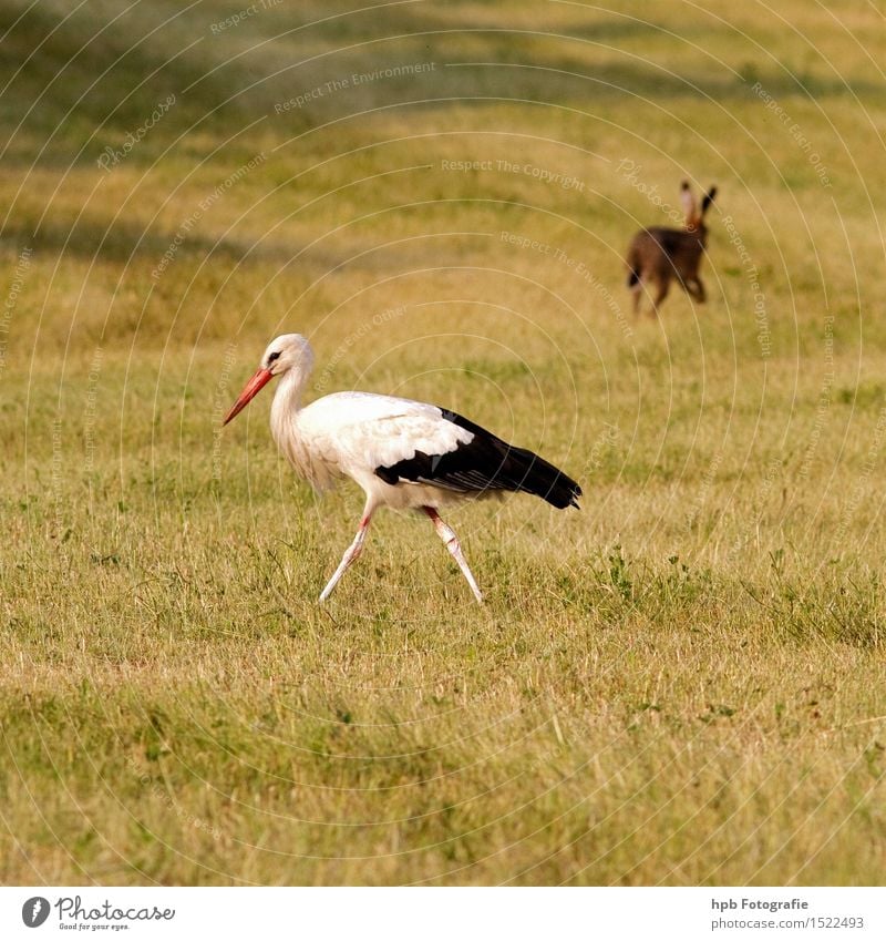 Storch und Hase Natur Landschaft Tier Wiese Feld Wildtier Vogel Fell Hase & Kaninchen 2 laufen ästhetisch Zusammensein Glück schön gelb rot schwarz weiß Gefühle