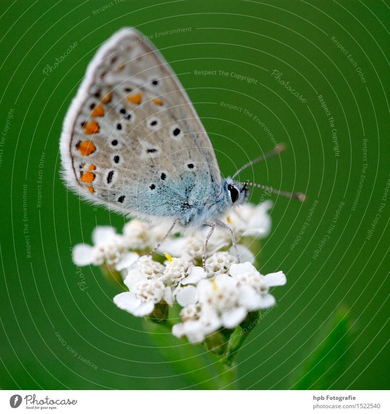 Hauhechelbläuling Tier Wildtier Schmetterling Flügel 1 atmen beobachten Blühend fliegen hocken krabbeln ästhetisch außergewöhnlich exotisch Freundlichkeit