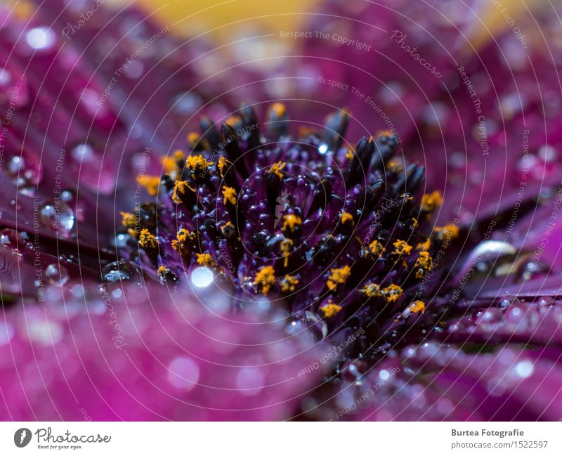 Cape Daisy - Osteospermum Natur Pflanze Wassertropfen Sommer Blume Garten Zeichen Warmherzigkeit schön Farbfoto Makroaufnahme Tag Reflexion & Spiegelung