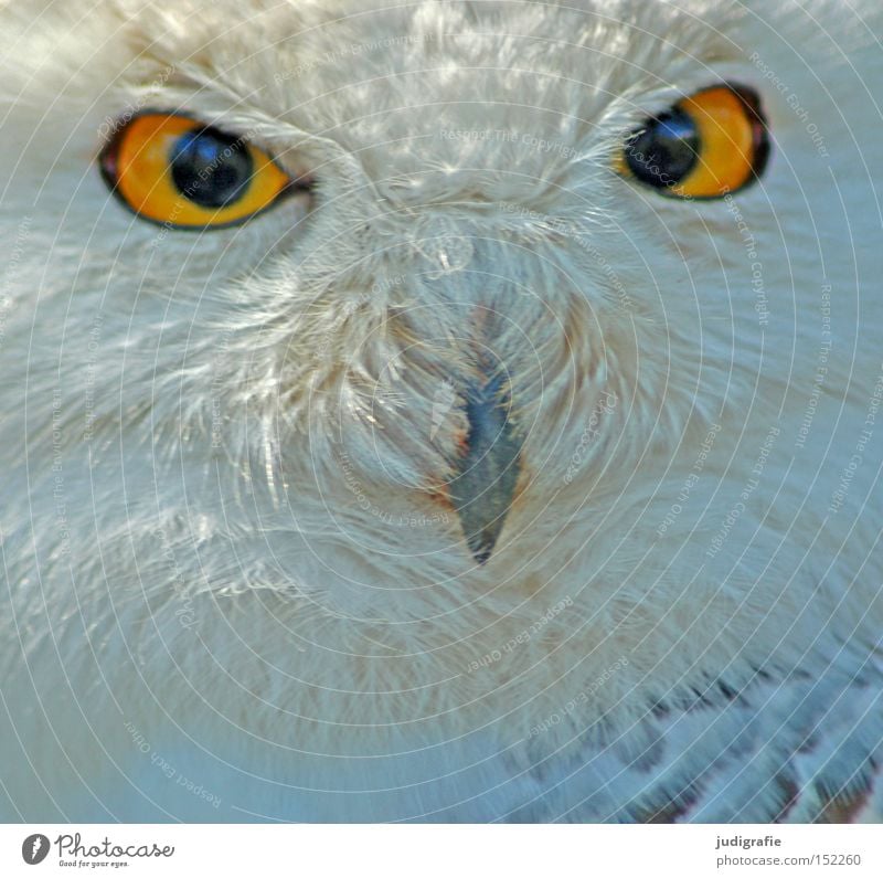 Räuber Schnee-Eule Eulenvögel Vogel Feder Schnabel Auge Greifvogel Blick gelb Farbe