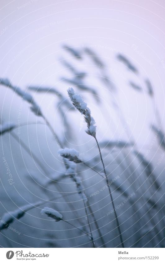 Wintergras Gras Halm Ähren Schnee bedecken bedeckt kalt blau Romantik ruhig