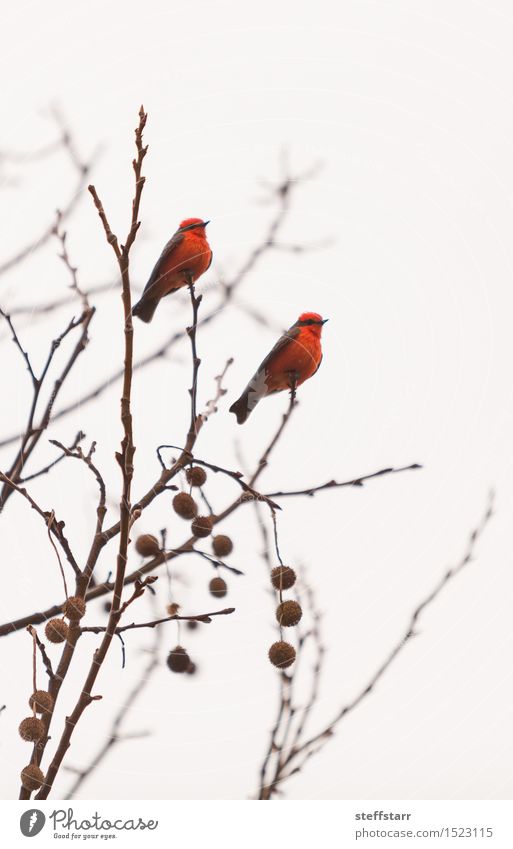 Männlicher Zinnoberschnäppervogel Winter Baum Tier Wildtier Vogel Flügel 2 rot weiß geheimnisvoll Gelassenheit Farbfoto Außenaufnahme Licht Sonnenlicht