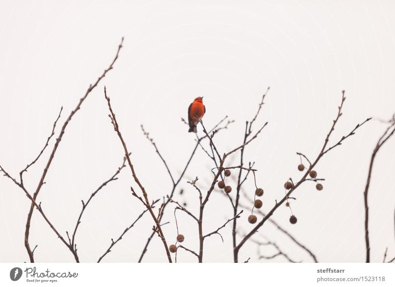Männlicher Zinnoberschnäppervogel Winter Natur Tier Baum Vogel Flügel 1 rot weiß Farbfoto Außenaufnahme Tag