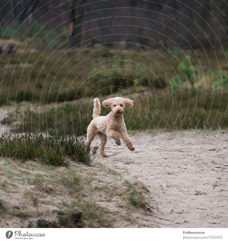 pudel-wohl Natur Landschaft Frühling Wiese Wald Tier Haustier Hund Pudel 1 rennen sportlich frei niedlich wild braun grün Freude Euphorie Leichtigkeit pudelwohl