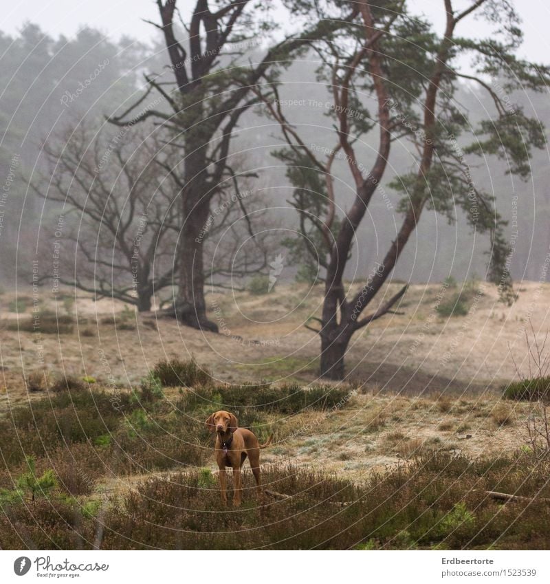 allein Landschaft Winter Nebel Wald Tier Haustier Hund Jagdhund 1 beobachten entdecken stehen warten wild braun Tierliebe Fernweh Einsamkeit Abenteuer Erwartung