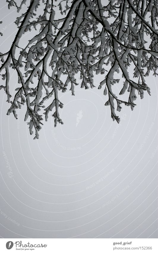 weiße weihnachten Ast grau Baum Himmel Wolken Winter Schnee lanschaft