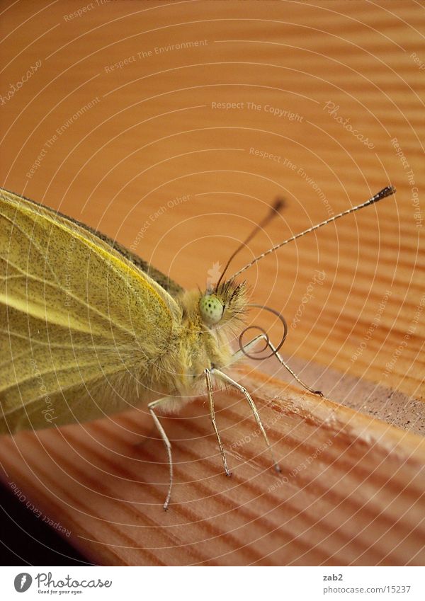 geschlüpftes Haustier Schmetterling entfalten Insekt Rüssel Fühler Makroaufnahme