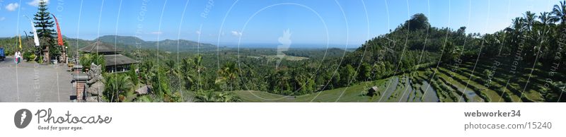 Bali's Reisterrassen (Panorama) Reisfeld Terrasse Panorama (Aussicht) Landwirtschaft Palme Horizont Los Angeles Landschaft Natur Ackerbau groß