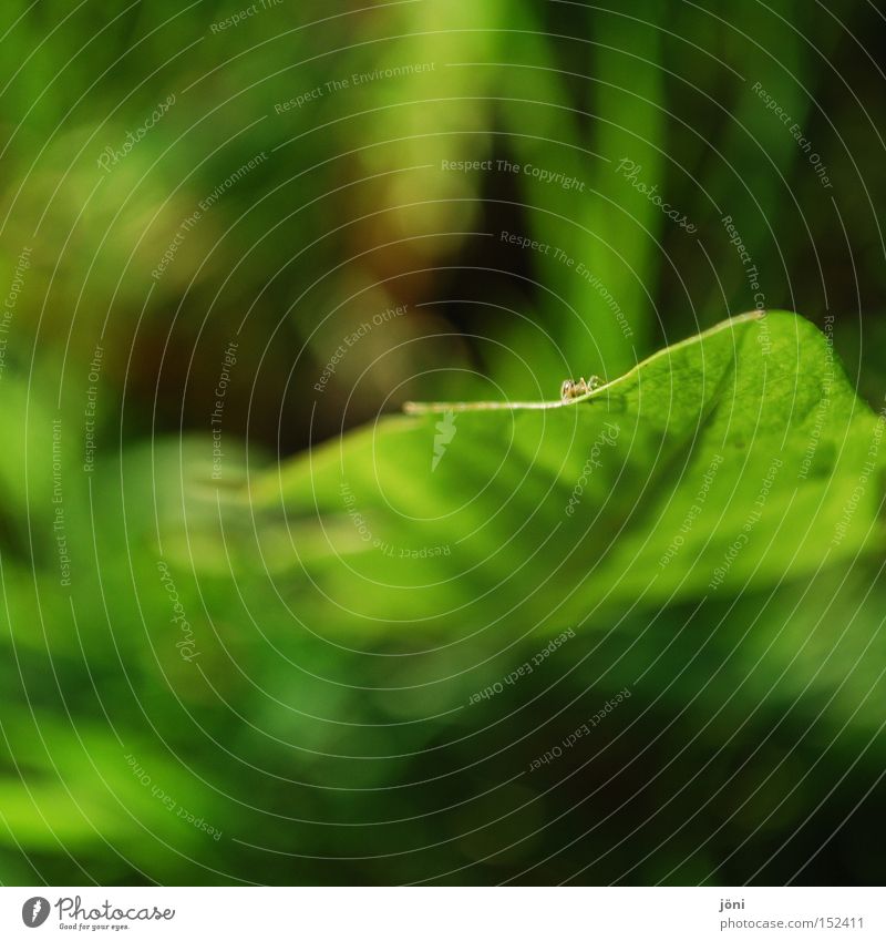 Löwenspinne Spinne Löwenzahn klein Wiese Pflanze grün Natur Makroaufnahme Ferne winzig ruhig Erholung Konzentration Nahaufnahme Graß Genauigkeit Außenaufnahme