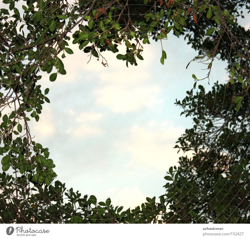 Insight Outsight. Blatt Himmel Wolken blau grün Baum Ast Natur Luft Aussicht Holz Wald Licht