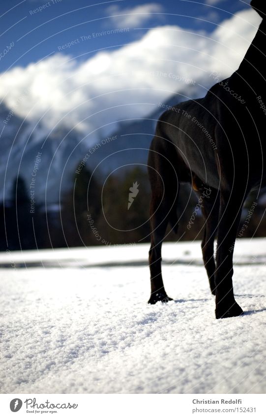 25.dezember Hund Labrador Himmel Wolken Spaziergang blau Landschaft Berge u. Gebirge Schnee Winter Tier