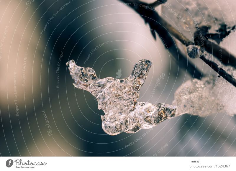 Gehörnte Eisskulputur Eisskulptur Eiszapfen kalt gehörnt Frost gefroren Natur ästhetisch authentisch abstrakt fantastisch bizarr Reflexion & Spiegelung Reinheit