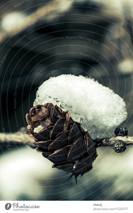 Erdrückende Last Natur Eis Frost Schnee Zapfen Schneehaube alt kalt standhaft Traurigkeit Sorge Müdigkeit Einsamkeit Frustration Verfall Vergänglichkeit