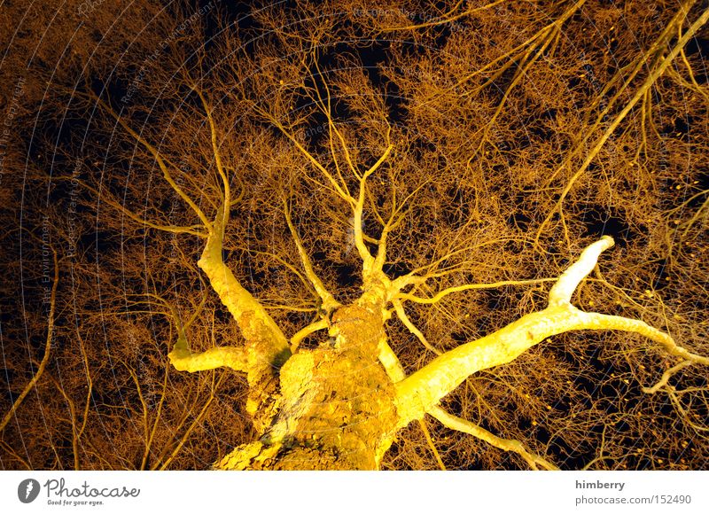black and gold Baum Baumstamm Natur Strukturen & Formen Netzwerk Licht Lichttechnik Beleuchtung Design Botanik Jahreszeiten Herbst Holz Park beleuchtungstechnik