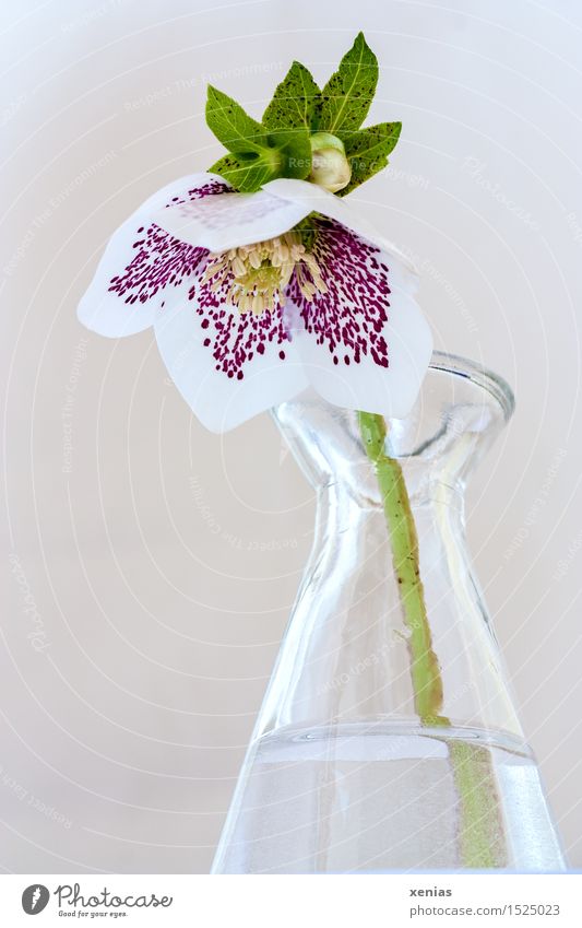 Christrose in Glasvase Helleborus Lenzrose Frühling Winter Blüte Vase Wasser gelb grün violett weiß ruhig gepunktet Farbfoto Blume Pflanze Blühend rosa