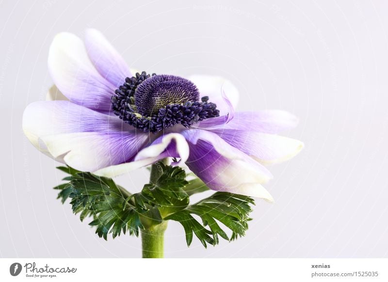 Kronen-Anemone mit Violett vor hellem Hintergrund Anemonen Frühling Blume Blüte Garten-Anemone grün violett weiß heller Hintergrund Hintergrund neutral
