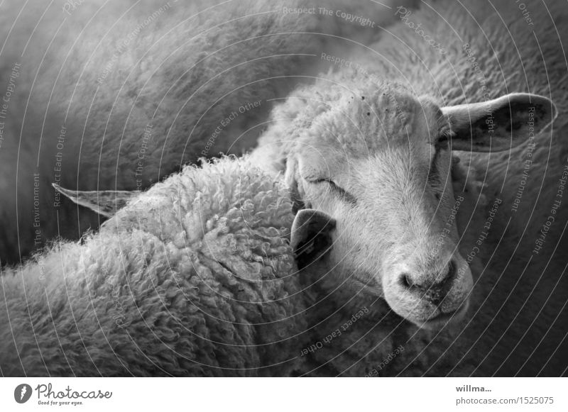Wolltreffer Deichschaf Schaf Nutztier Zusammensein Kuscheln berühren Intimität Zusammenhalt zusammengehörig Deichschafe Paar 2 Tier Tiergruppe