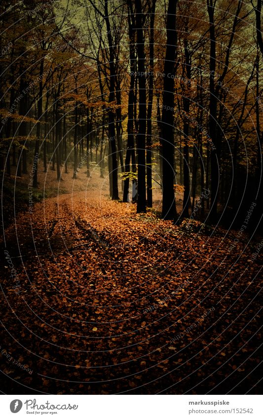 herbstwald Herbst Wald Wege & Pfade Baum mystisch Blatt herbstlich dunkel Angst Panik forrest