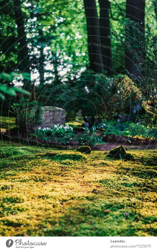Sonnenschein auf dem Friedhof Umwelt Natur Landschaft Frühling Sommer Herbst Schönes Wetter Pflanze Gras gelb grün Idee Identität Inspiration nackt Moos Rasen