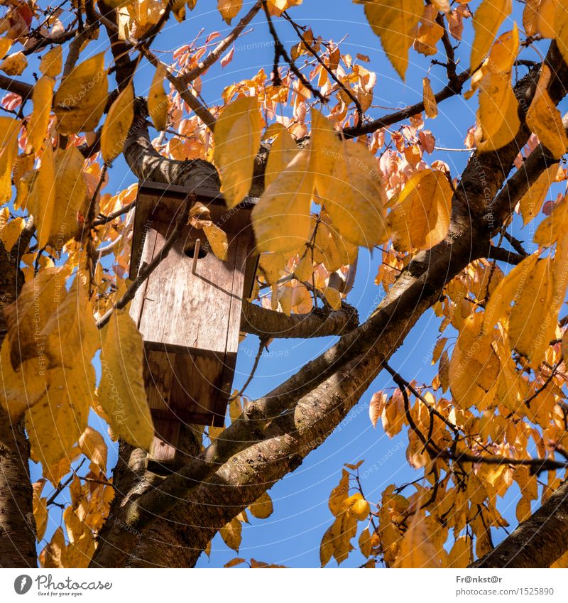 Nachmieter gesucht Natur Luft Himmel Herbst Schönes Wetter Baum Blatt Garten Vogel Holz Optimismus Farbfoto Außenaufnahme Menschenleer Tag Licht Schatten