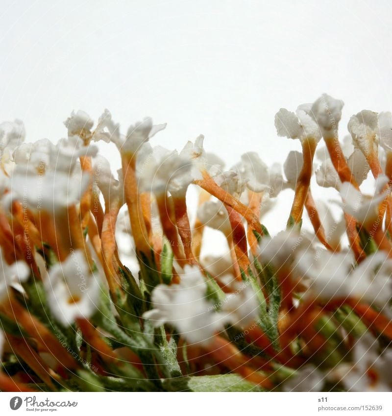 Weisse Grüsse Fliederbusch Blume Blüte weiß stehen Pflanze Natur Sommer Freude Duft Makroaufnahme Nahaufnahme mehrere Blumenstrauß