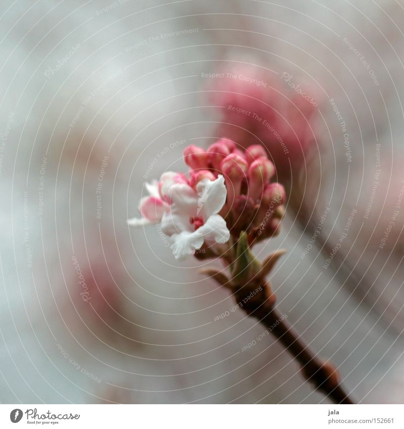 als ob der frühling käme II Blume Natur Pflanze Winter Floristik Frühling schön ästhetisch sanft rosa weiß weich Makroaufnahme Park