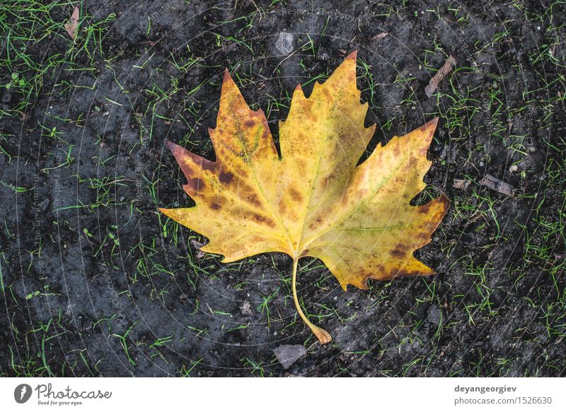 Herbstblatt auf Bürgersteig Natur Blatt Stadt Straße Stein alt gelb fallen Jahreszeiten Hintergrund Fliesen u. Kacheln Kopfsteinpflaster Straßenbelag Etage