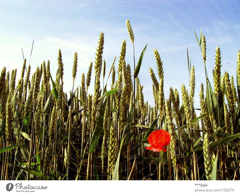 saisonale verschiebung. Feld Getreide Weizen Mohn Sommer Blume Landwirtschaft Ernte Natur Kontrast Korn Ähren Blüte rot einzeln