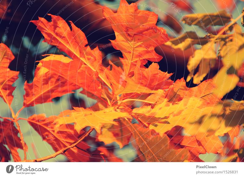 Herbst Wellness harmonisch Zufriedenheit Erholung Meditation Ferien & Urlaub & Reisen Tourismus wandern Landwirtschaft Forstwirtschaft Natur Landschaft Pflanze