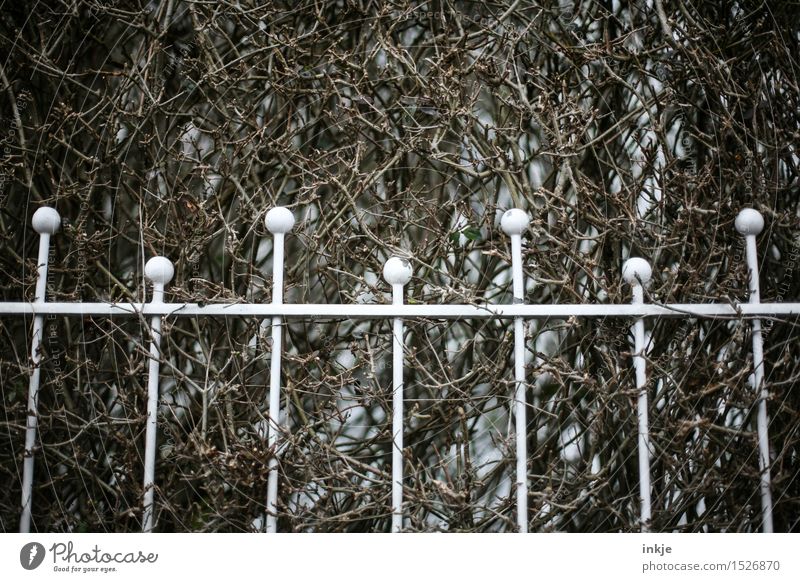 |i|i|i|i| Herbst Winter Hecke Sträucher Menschenleer Garten Metallzaun Ornament Linie Kugel Gitter dunkel trist braun weiß Grenze Farbfoto Gedeckte Farben