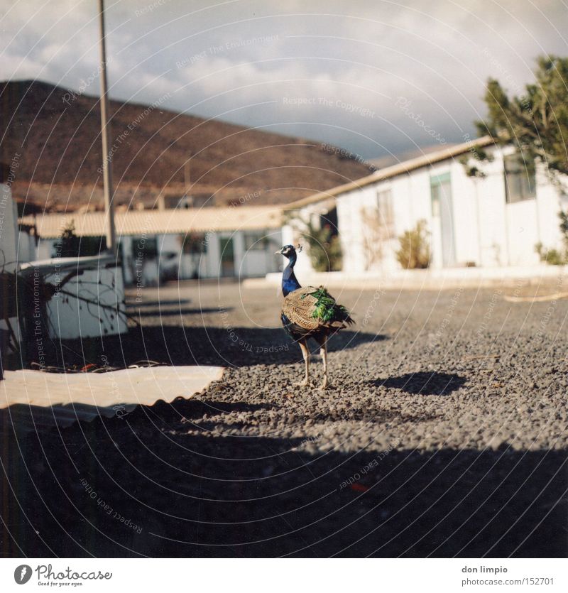 und hier ist meiner Pfau Vogel Unschärfe Hof Fuerteventura Mittelformat analog blauer pfau casa