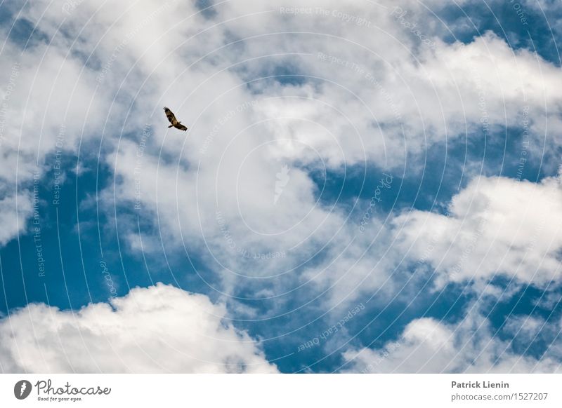 Bird of Prey schön Erholung Ferien & Urlaub & Reisen Abenteuer Sommer Natur Landschaft Tier Luft Himmel Wolken Klima Klimawandel Wetter Park Platz Vogel 1