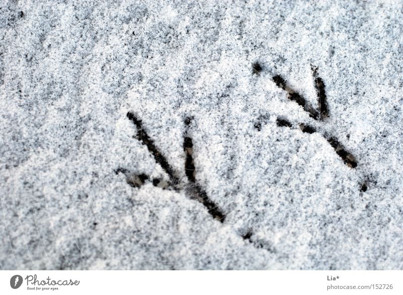 Spuren im Schnee Winter Vogel Fußspur kalt Tierfuß filigran zart Barfuß Schneeflocke Hintergrundbild Außenaufnahme Nahaufnahme